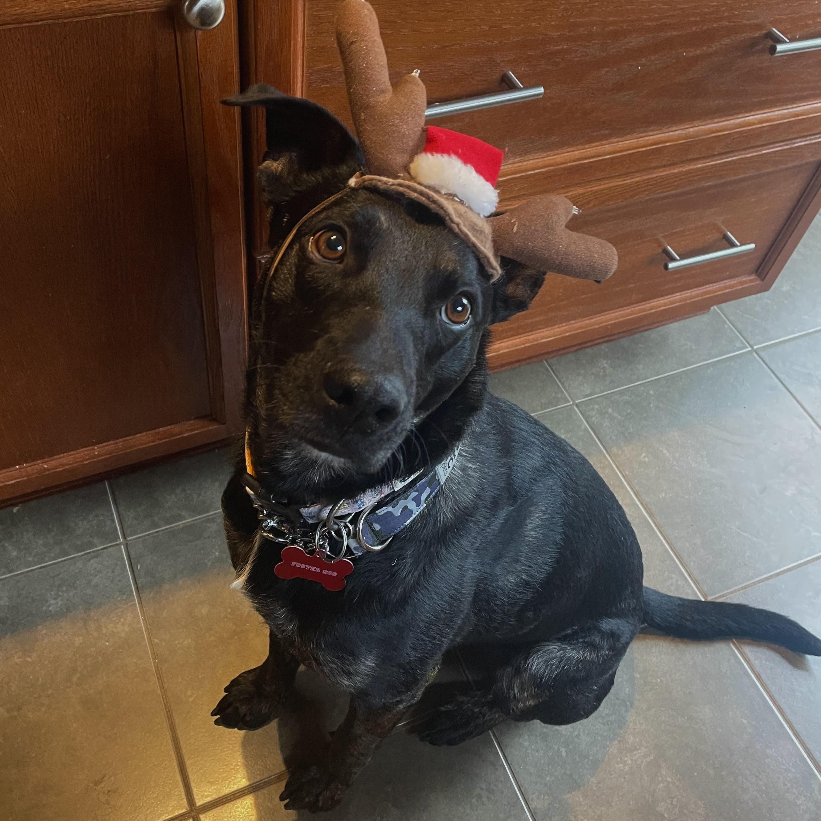 Ricky, Adopted, Adult Male Black Labrador Retriever & Dutch Shepherd.