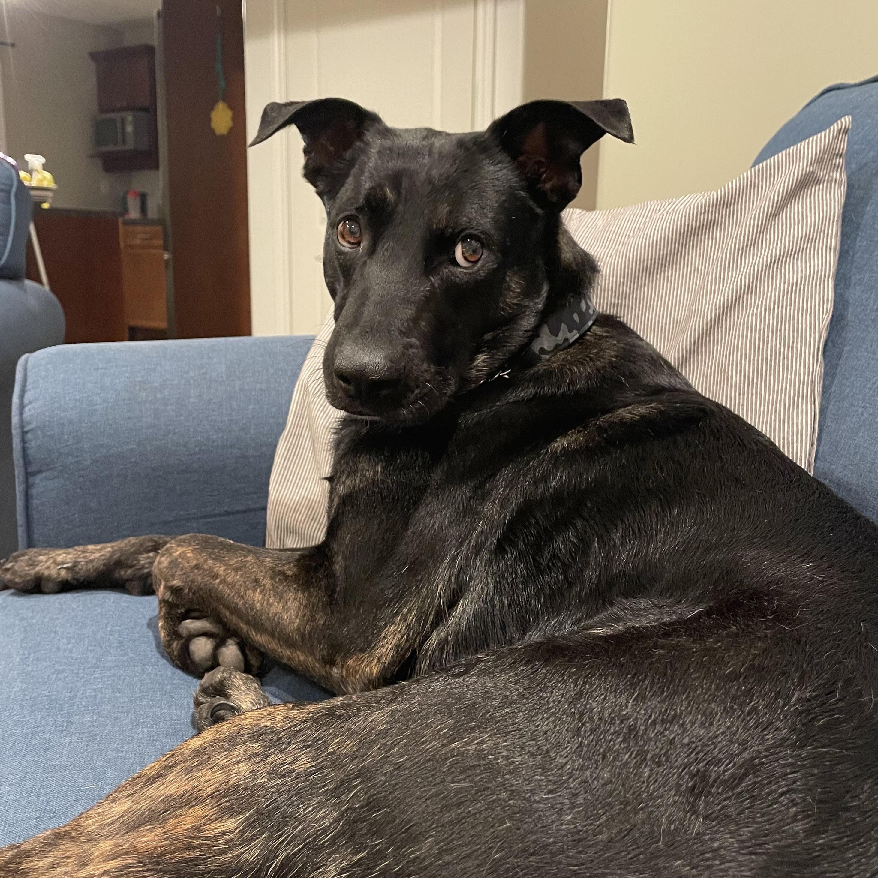 Enlarge Ricky, a Adopted mixed breed in KITCHENER, ON image 5/6