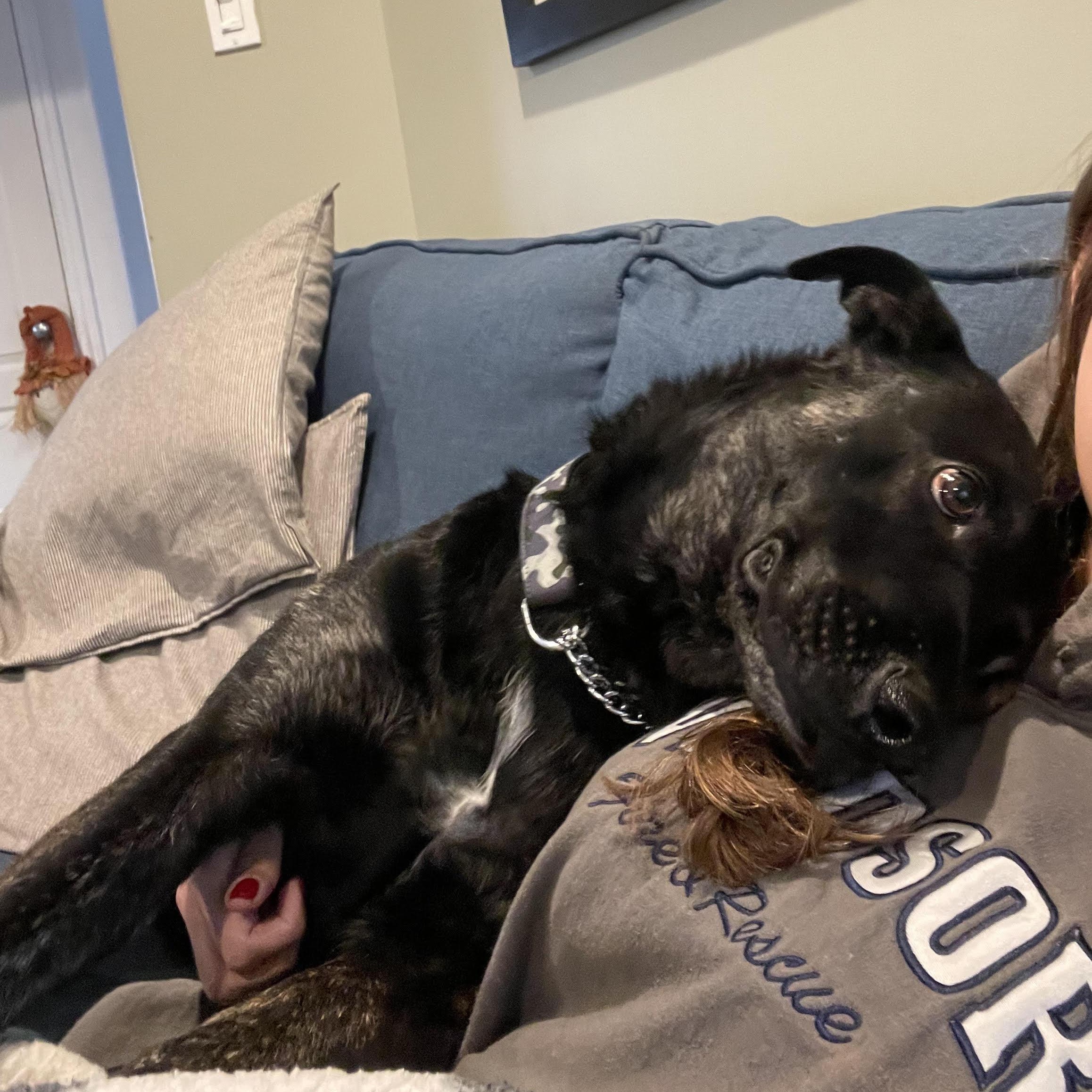 Enlarge Ricky, a Adopted mixed breed in KITCHENER, ON image 2/6