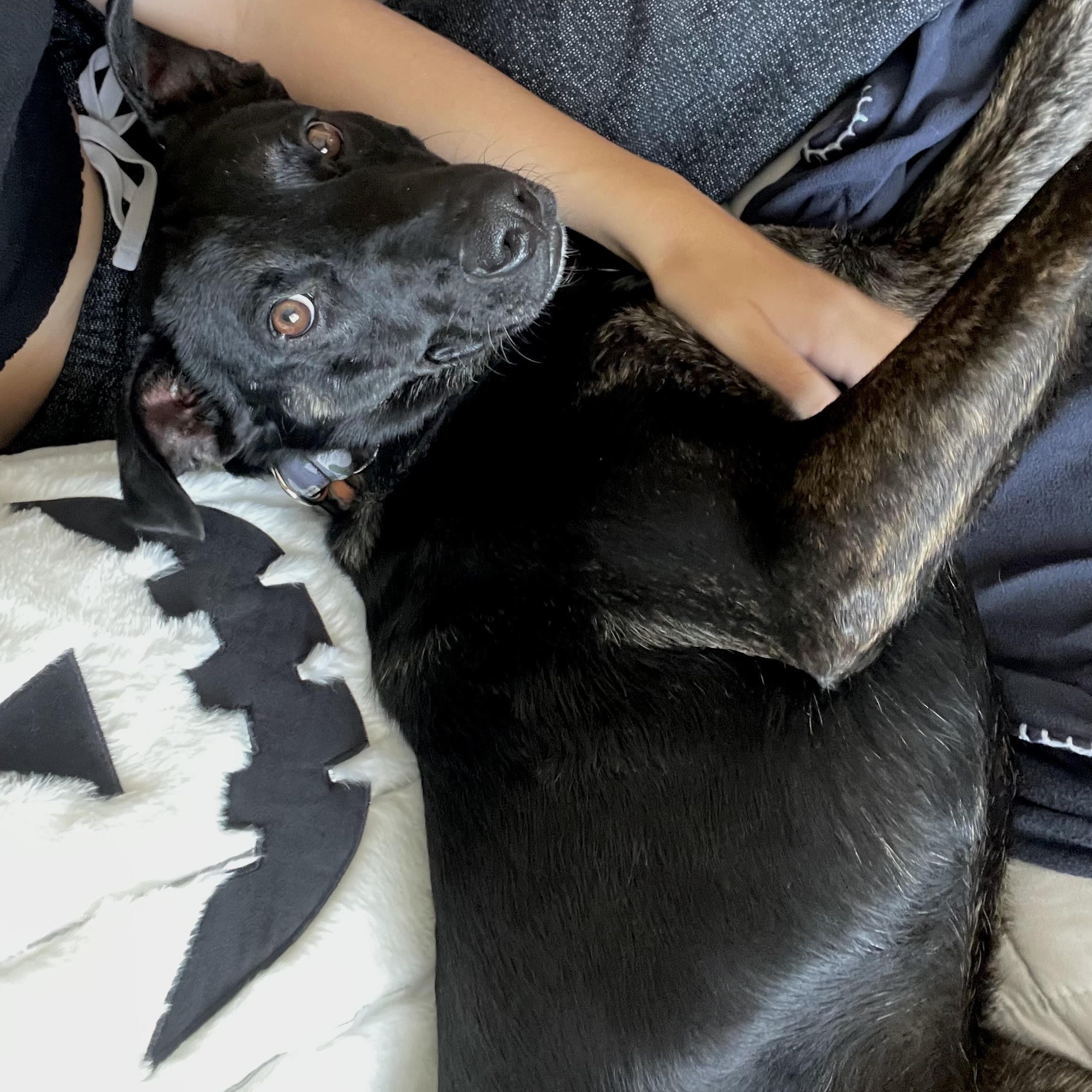 Enlarge Ricky, a Adopted mixed breed in KITCHENER, ON image 4/6