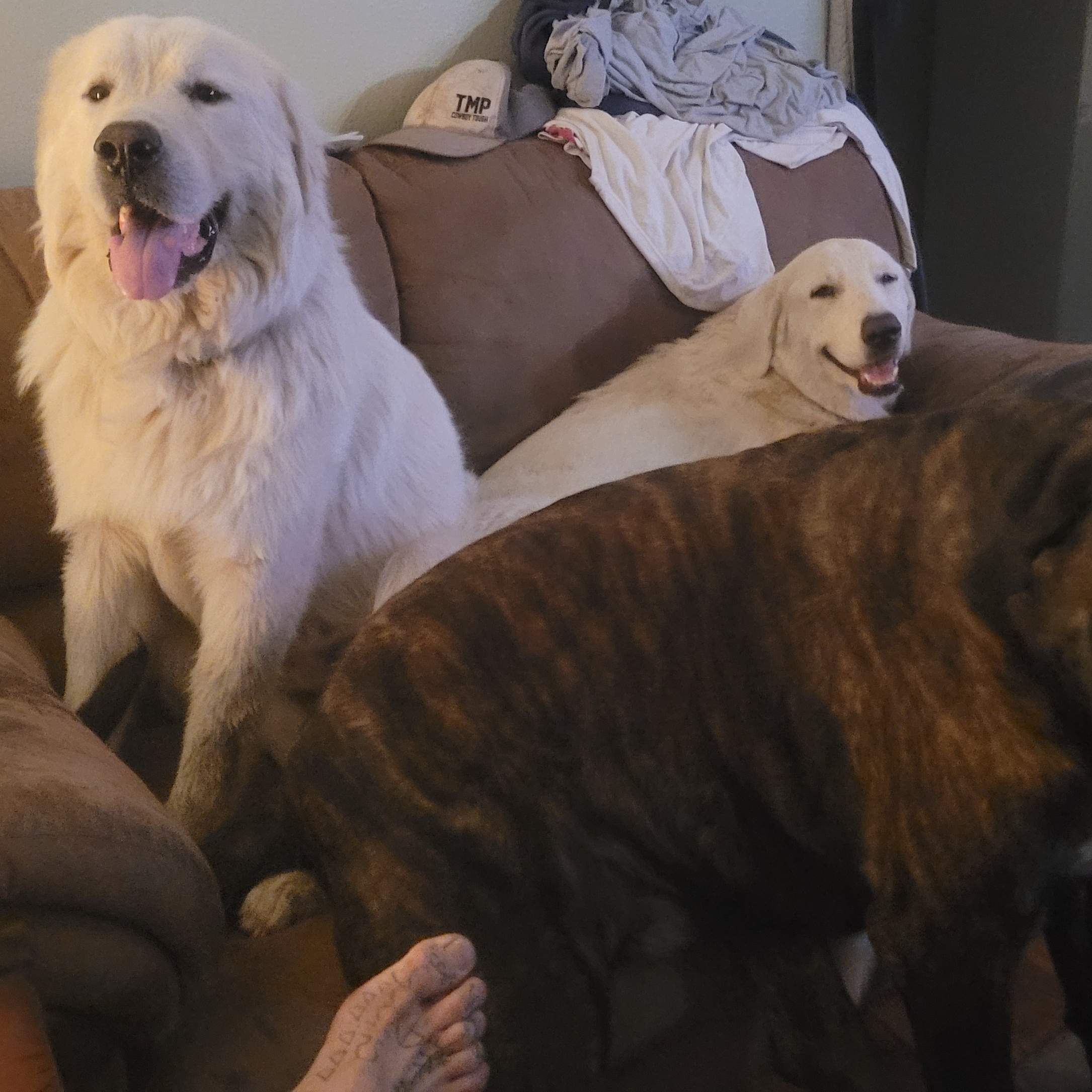 Baby Girl, Adopted, Young Female Great Pyrenees.