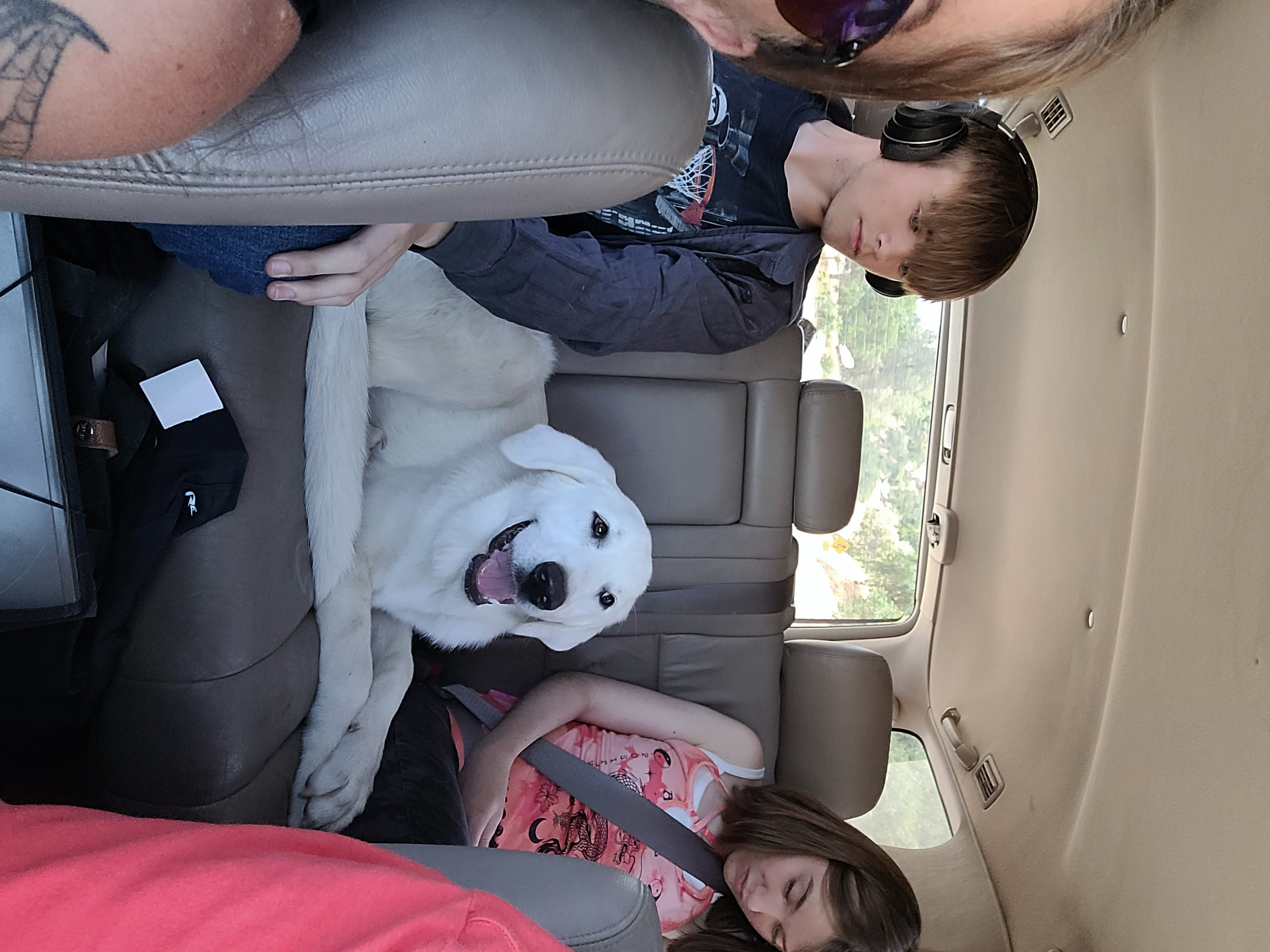 Enlarge Baby Girl, a Adopted Great Pyrenees in California Hot Springs, CA image 2/3