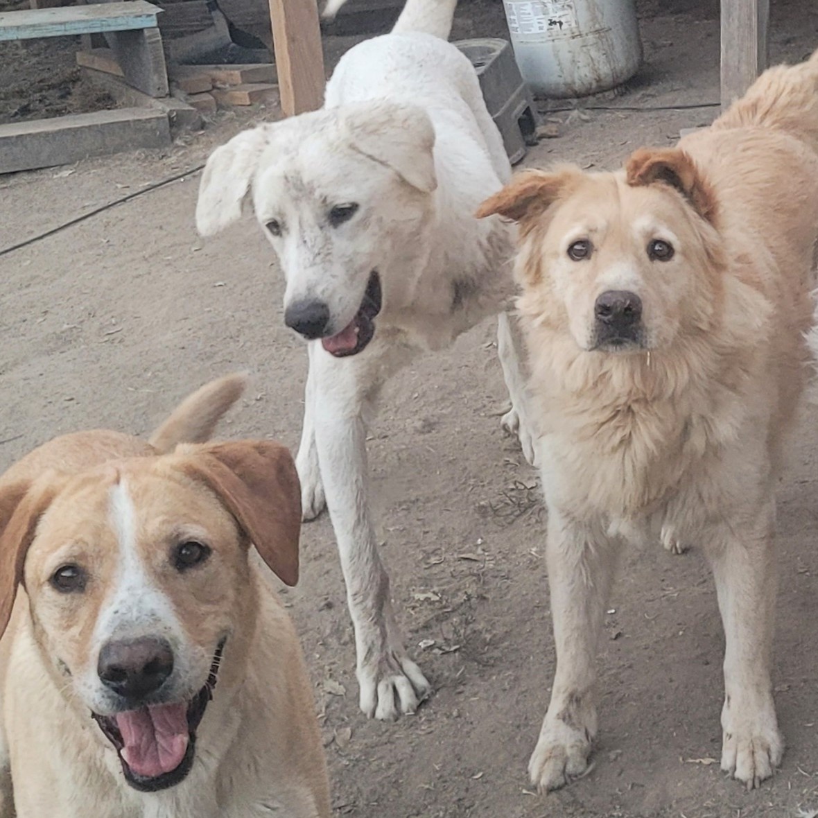 Enlarge Baby Girl, a Adopted Great Pyrenees in California Hot Springs, CA image 3/3