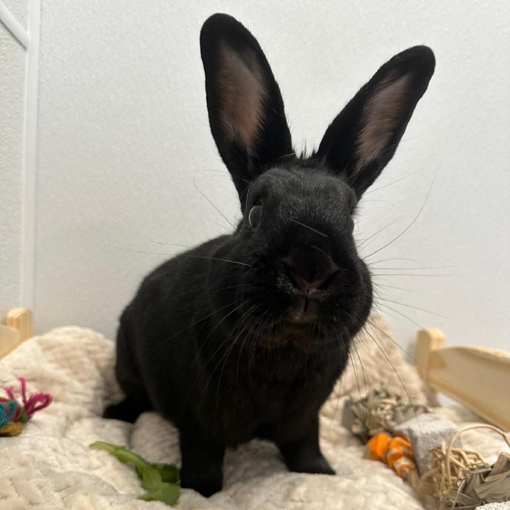 Chocolate Chip, Adoptable, Adult Male Bunny Rabbit.