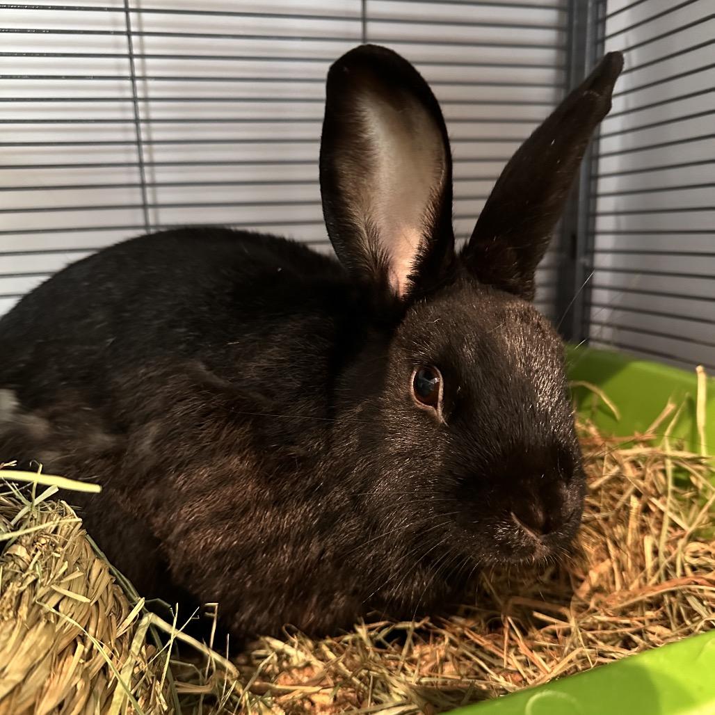 Chocolate Chip, Adoptable, Adult Male Bunny Rabbit.
