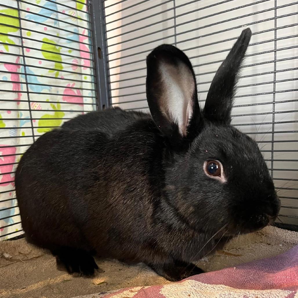 Chocolate Chip, a Adoptable Bunny Rabbit in Puslinch, ON image 3/5
