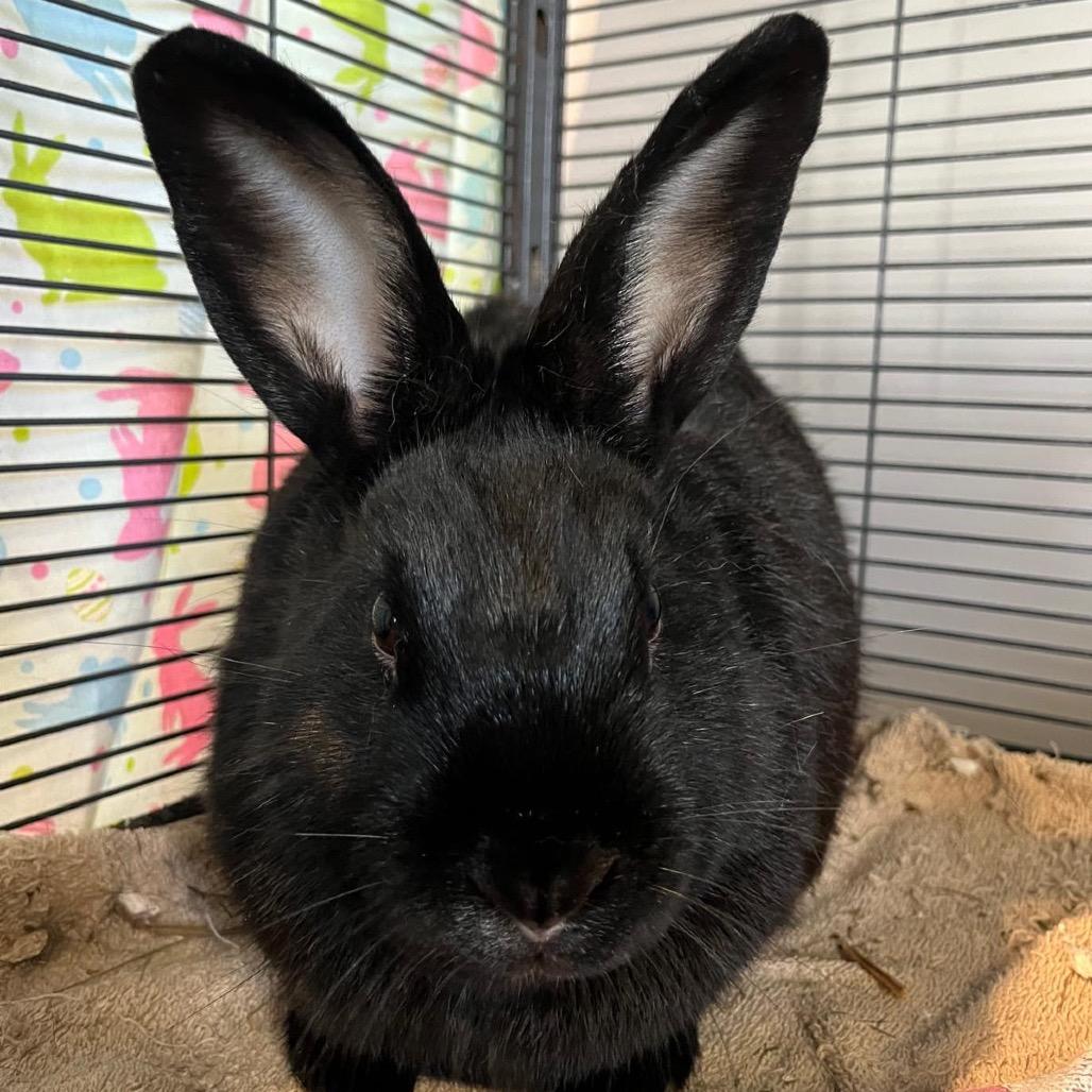 Chocolate Chip, a Adoptable Bunny Rabbit in Puslinch, ON image 4/5