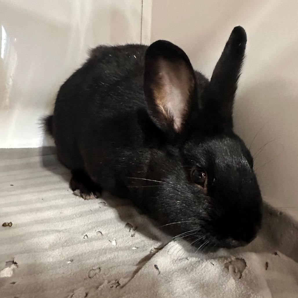 Chocolate Chip, a Adoptable Bunny Rabbit in Puslinch, ON image 5/5