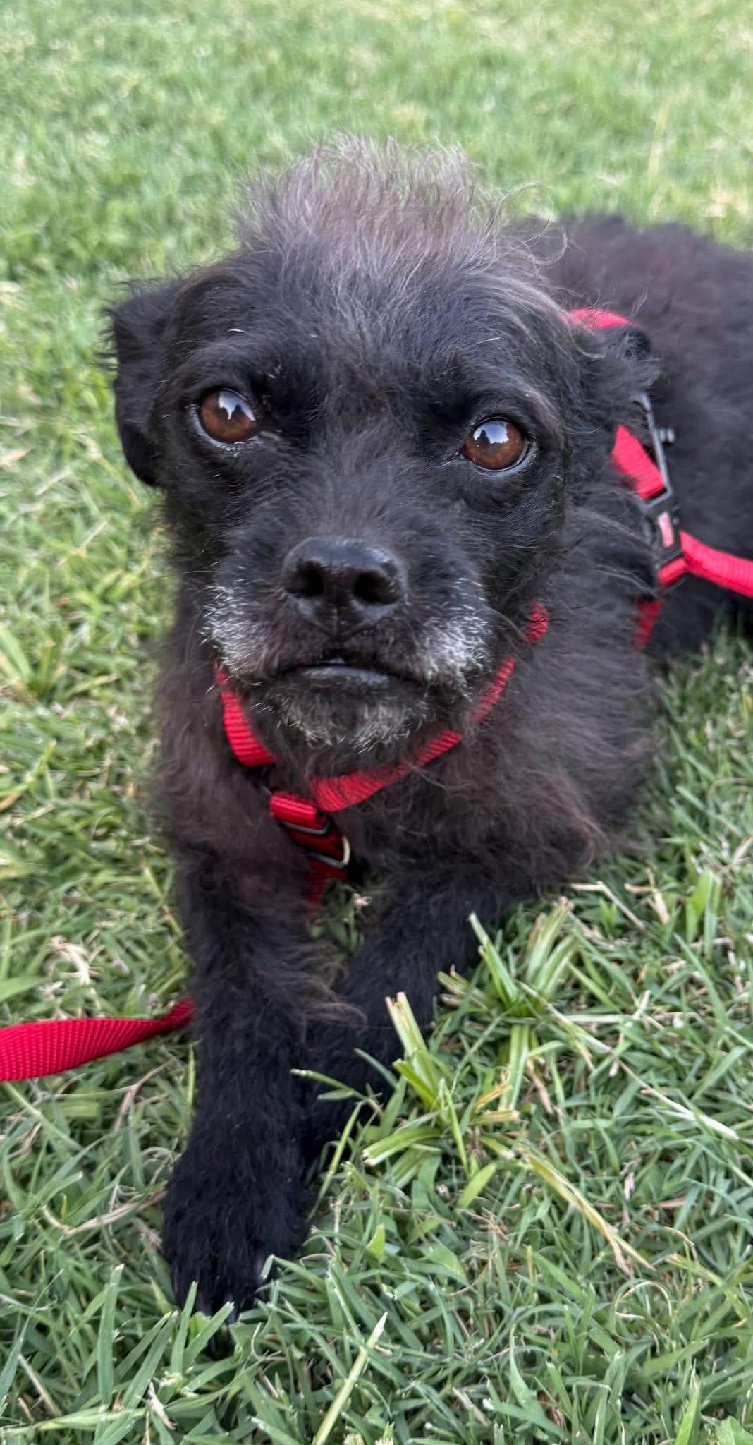 Enlarge Bonnie, a ADOPTABLE mixed breed in Redding, CA image 2/2