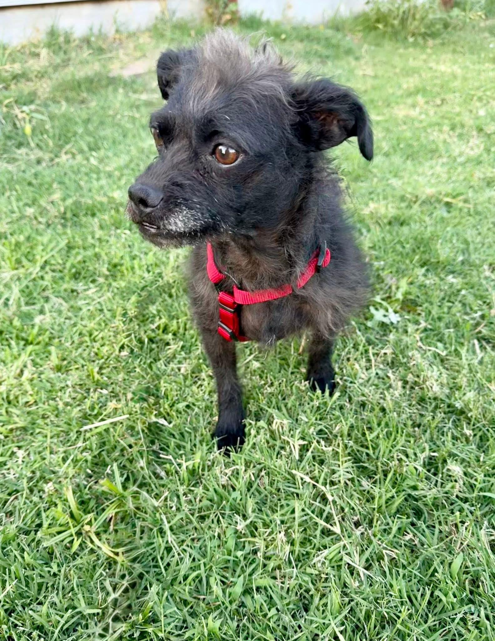 Enlarge Bonnie, a ADOPTABLE mixed breed in Redding, CA image 1/2