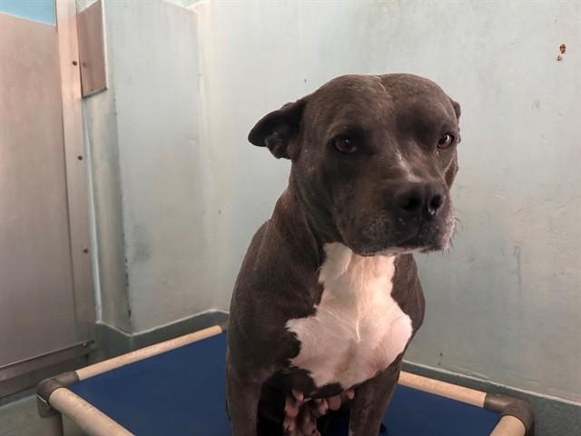 MARVELOUS, Adoptable, Adult Female Pit Bull Terrier.