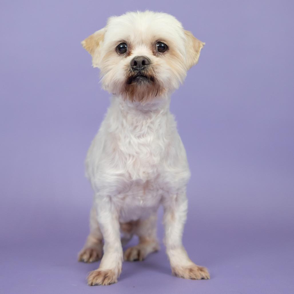 Jimmy, Adoptable, Adult Male Poodle & Shih Tzu.