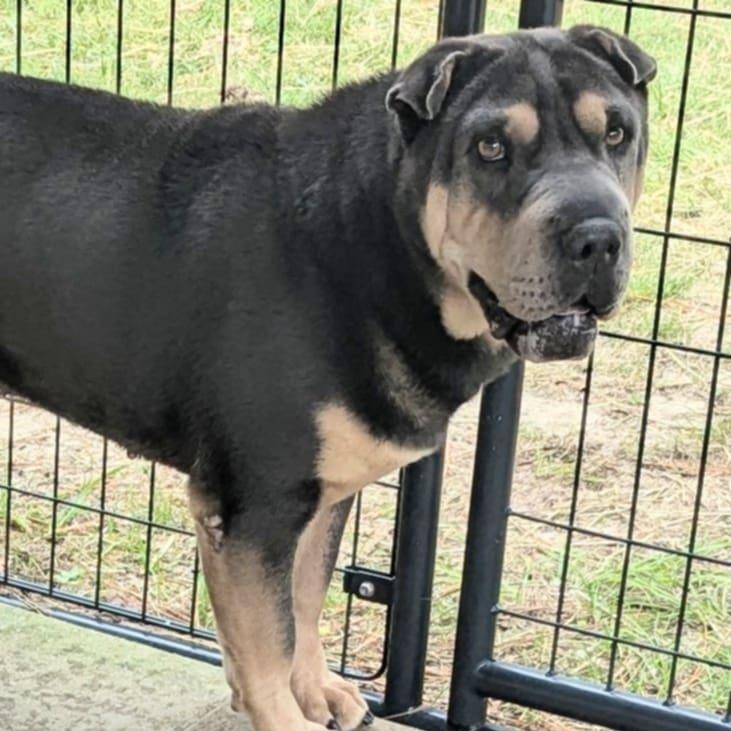Hondo **Special Needs**, a Adoptable Shar-Pei in Cameron, NC image 2/3