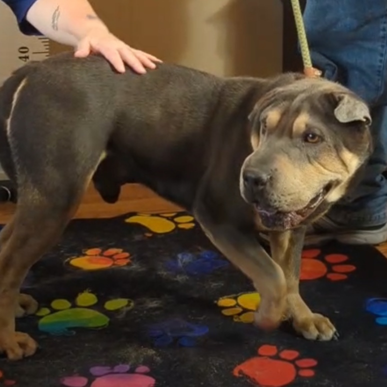 Hondo **Special Needs**, a Adoptable Shar-Pei in Cameron, NC image 3/3