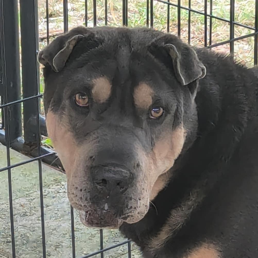 Hondo **Special Needs**, a Adoptable Shar-Pei in Cameron, NC image 1/3