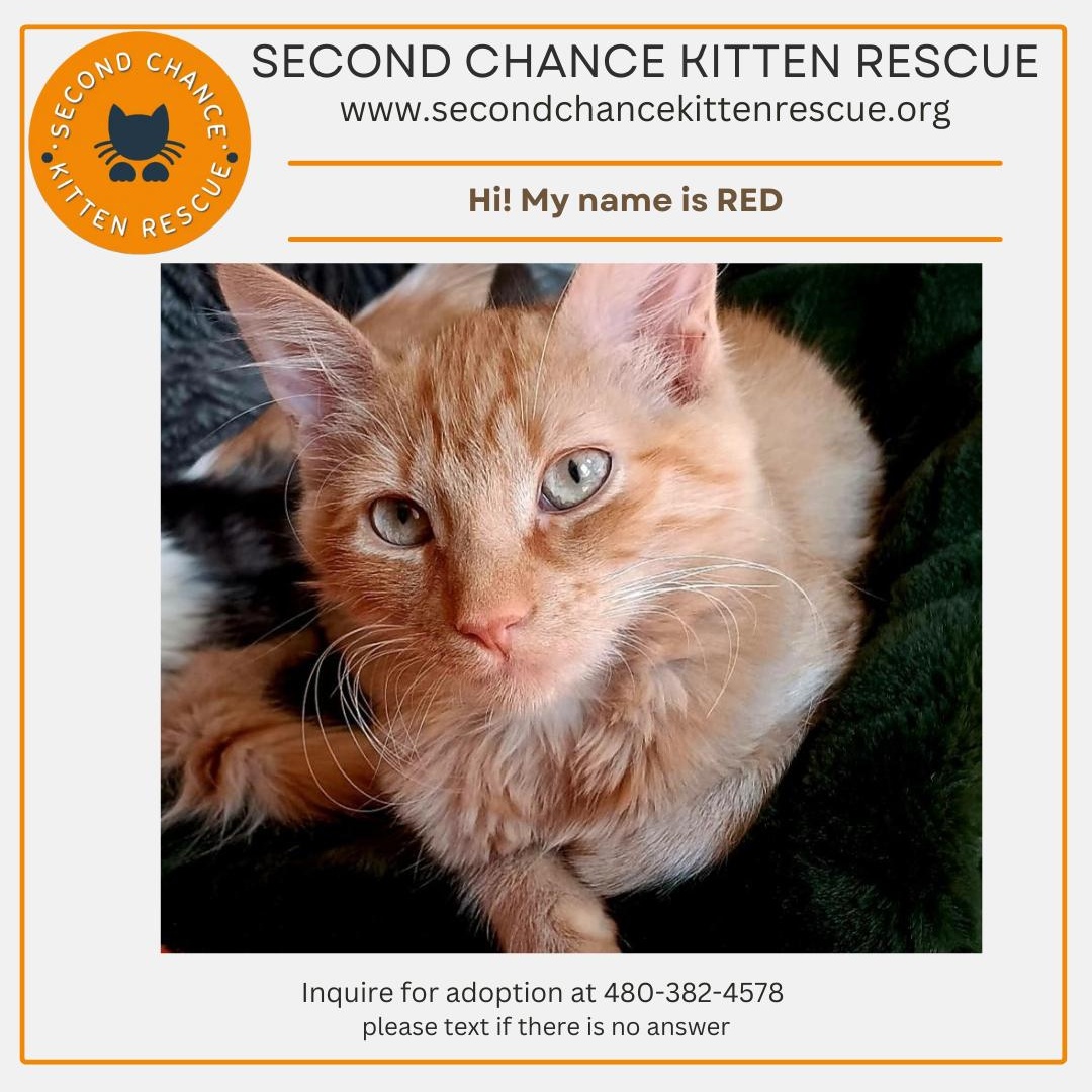 RED - November ONLY 35% Off Adoption Fee & 25+ kittens to choose from!, a Adoptable Domestic Long Hair in PHOENIX, AZ image 4/6