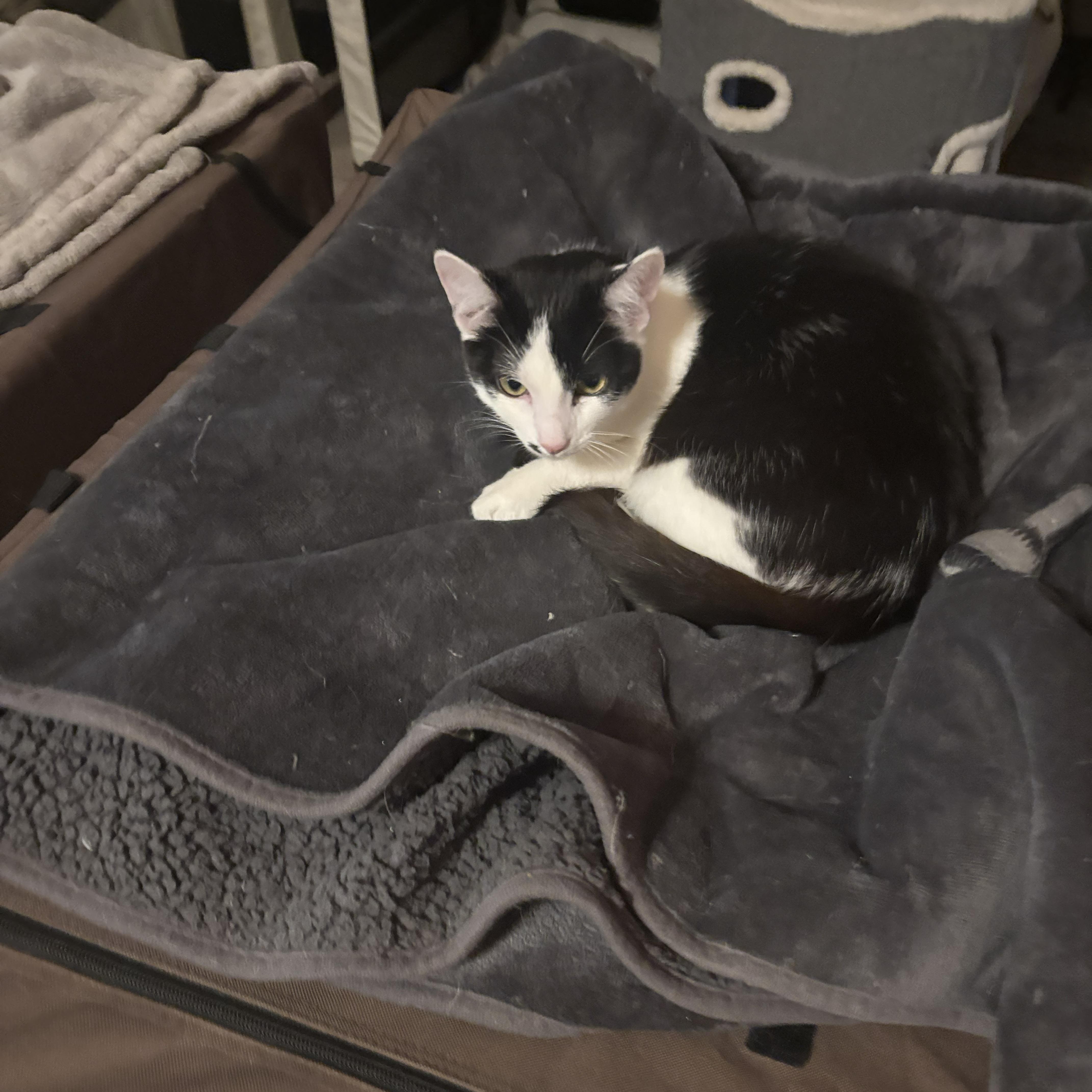 RED - November ONLY 35% Off Adoption Fee & 25+ kittens to choose from!, a Adoptable Domestic Long Hair in PHOENIX, AZ image 6/6