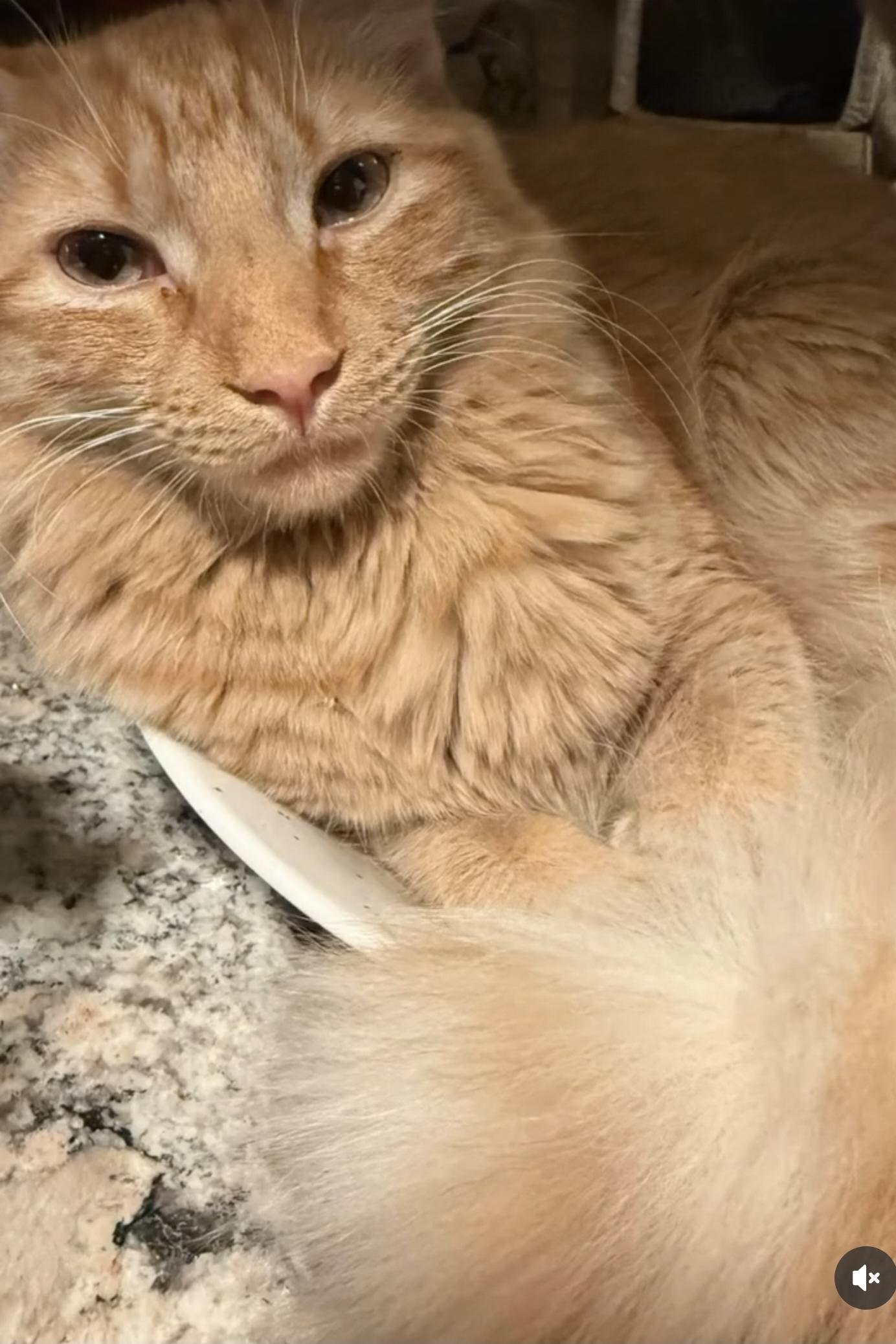 Enlarge RED -  November ONLY 35% Off Adoption Fee & 25+ kittens to choose from!, a Adoptable Domestic Long Hair in PHOENIX, AZ image 6/6