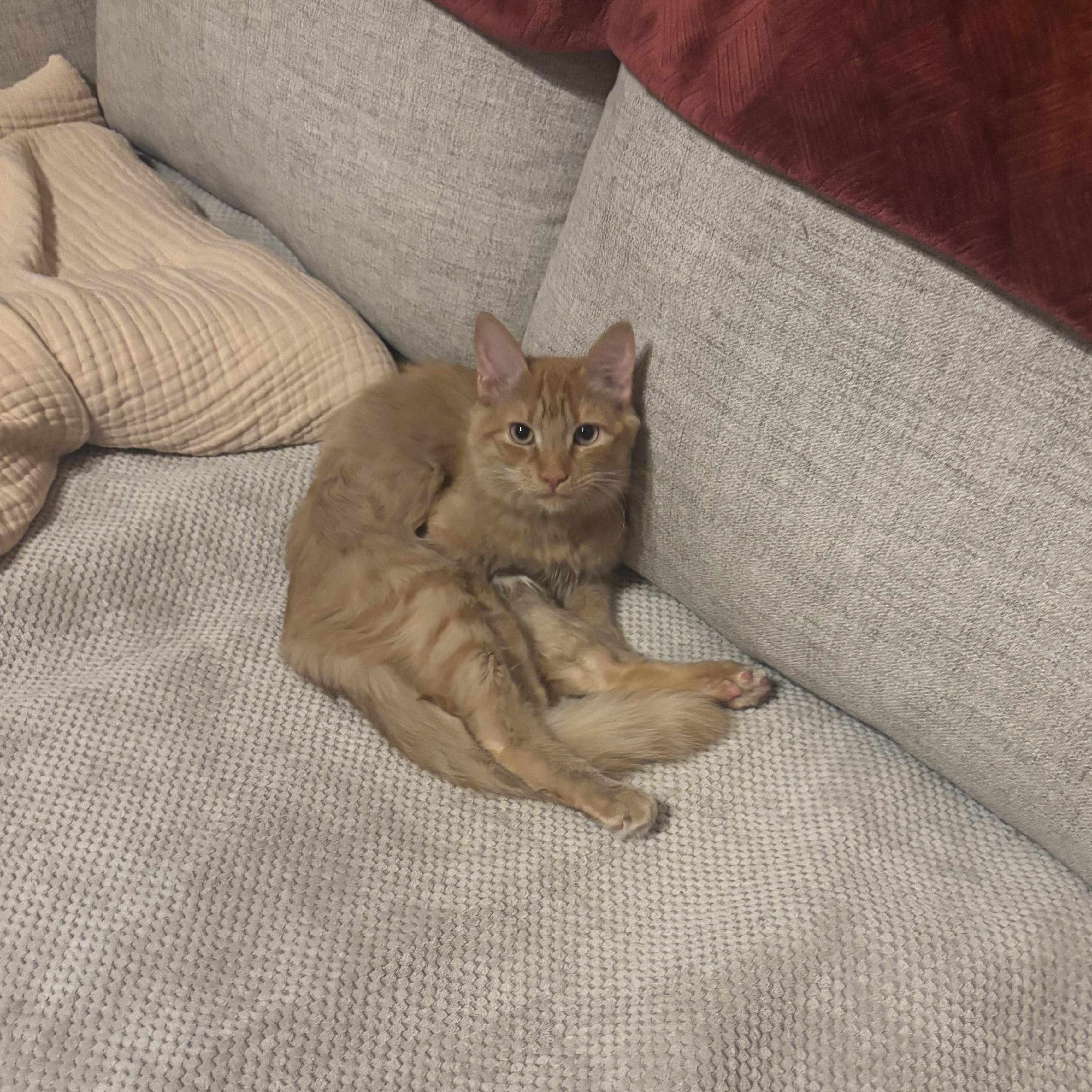 RED - November ONLY 35% Off Adoption Fee & 25+ kittens to choose from!, a Adoptable Domestic Long Hair in PHOENIX, AZ image 2/6