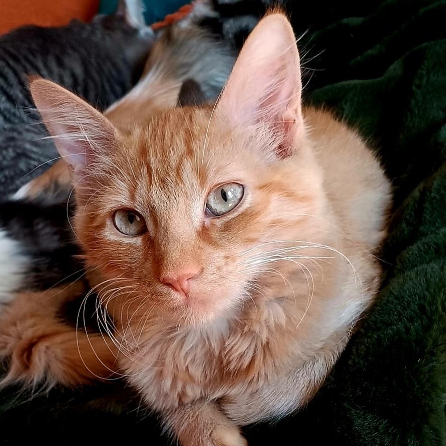 RED -  November ONLY 35% Off Adoption Fee & 25+ kittens to choose from!, Adoptable, Young Male Domestic Long Hair.