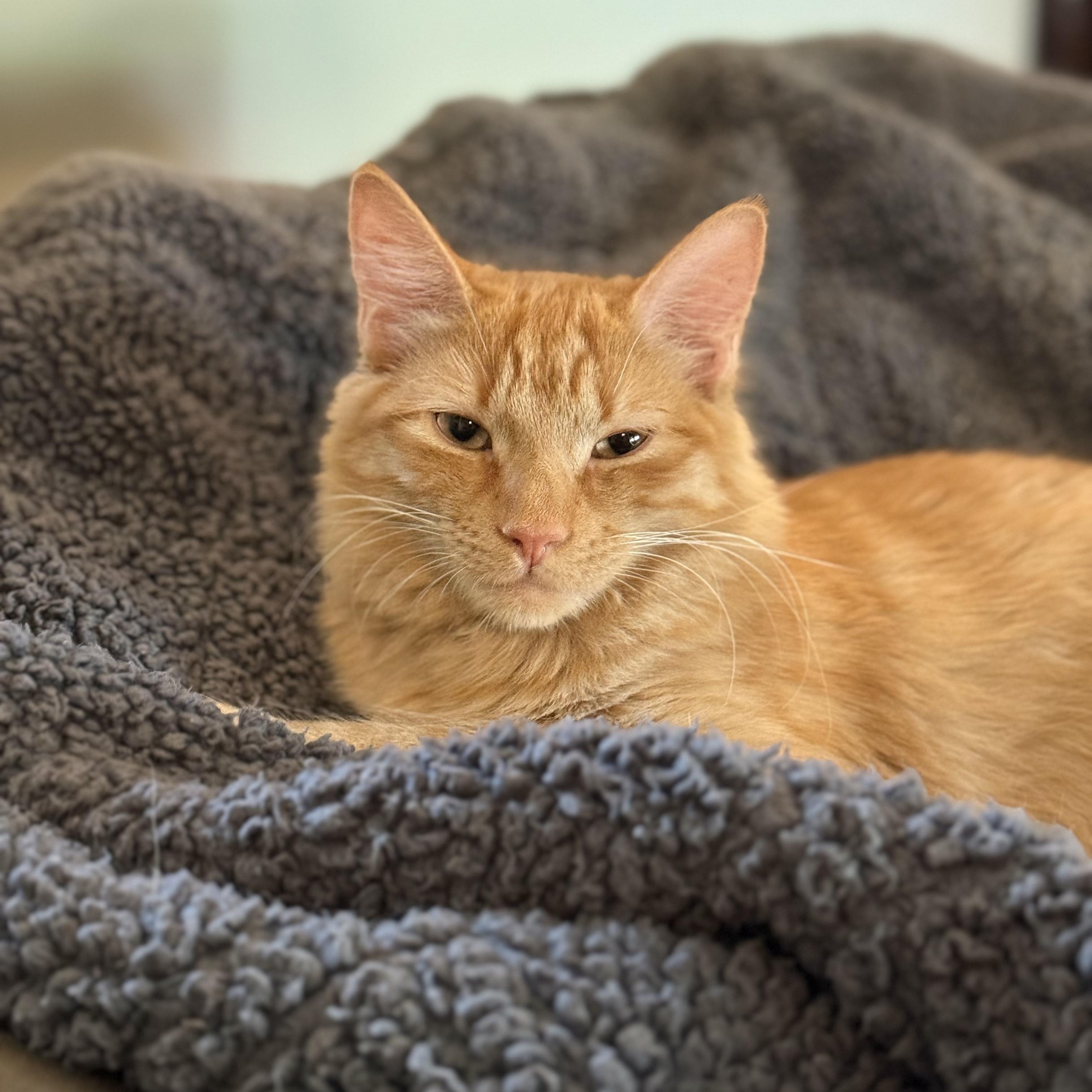 RED - November ONLY 35% Off Adoption Fee & 25+ kittens to choose from!, a Adoptable Domestic Long Hair in PHOENIX, AZ image 3/6