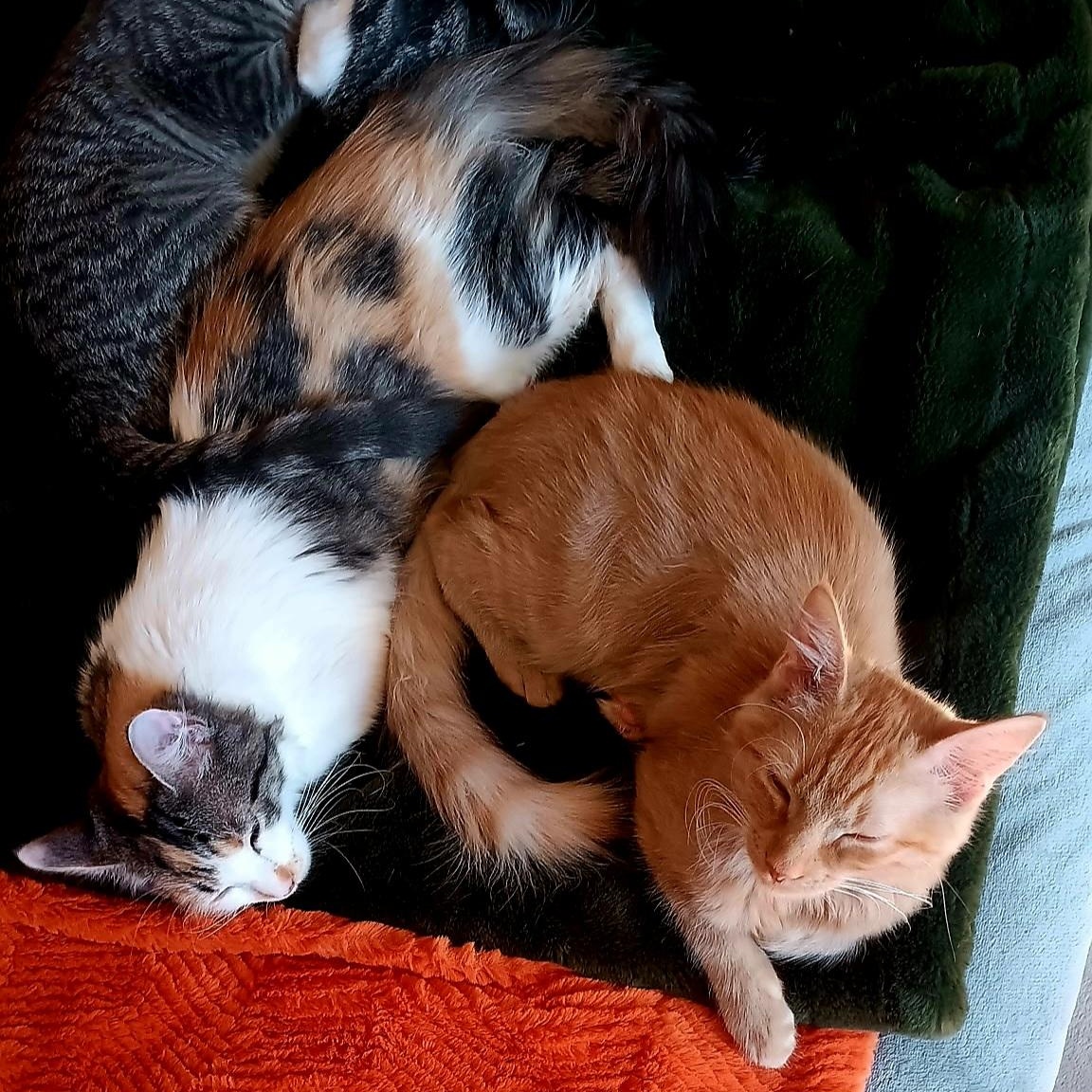 RED - November ONLY 35% Off Adoption Fee & 25+ kittens to choose from!, a Adoptable Domestic Long Hair in PHOENIX, AZ image 5/6