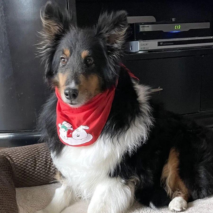 Lacie, Adoptable, Adult Female Shetland Sheepdog / Sheltie.