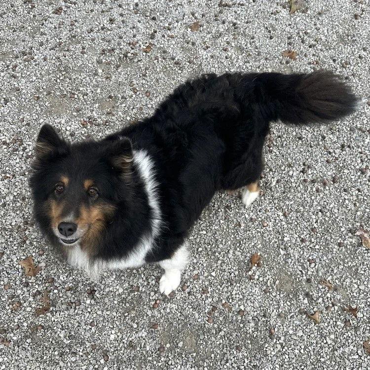 Enlarge Lacie, a Adoptable Shetland Sheepdog / Sheltie in Dublin, OH image 1/2