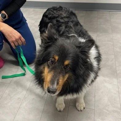 Enlarge Lacie, a Adoptable Shetland Sheepdog / Sheltie in Dublin, OH image 2/2
