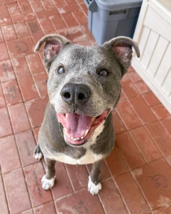 WILBUR, Adoptable, Senior Male Pit Bull Terrier.