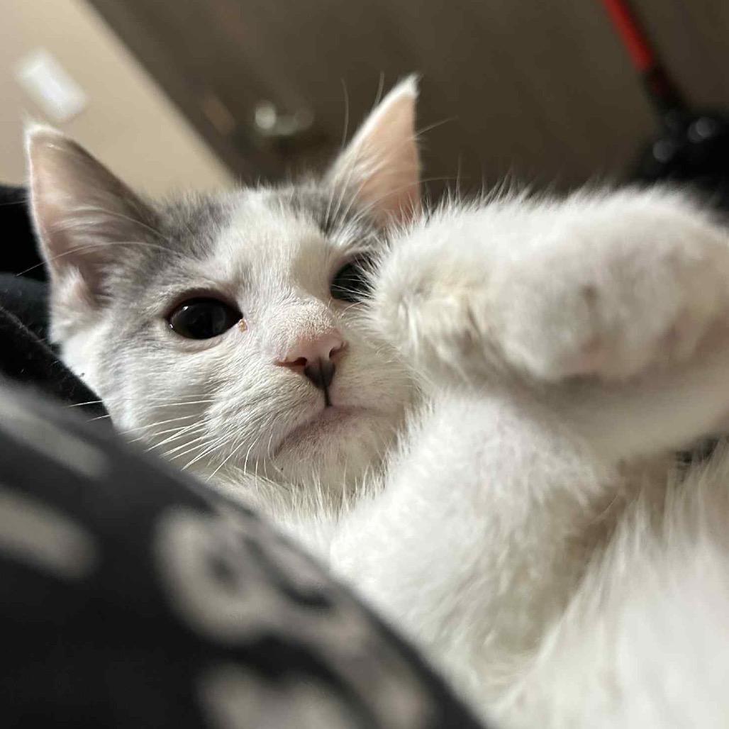 Violet, Adoptable, Young Female Domestic Short Hair.