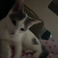 Enlarge Violet, a Adoptable Domestic Short Hair in Bismarck, ND image 2/6