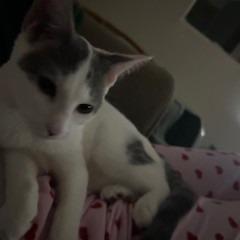 Enlarge Violet, a Adoptable Domestic Short Hair in Bismarck, ND image 3/6