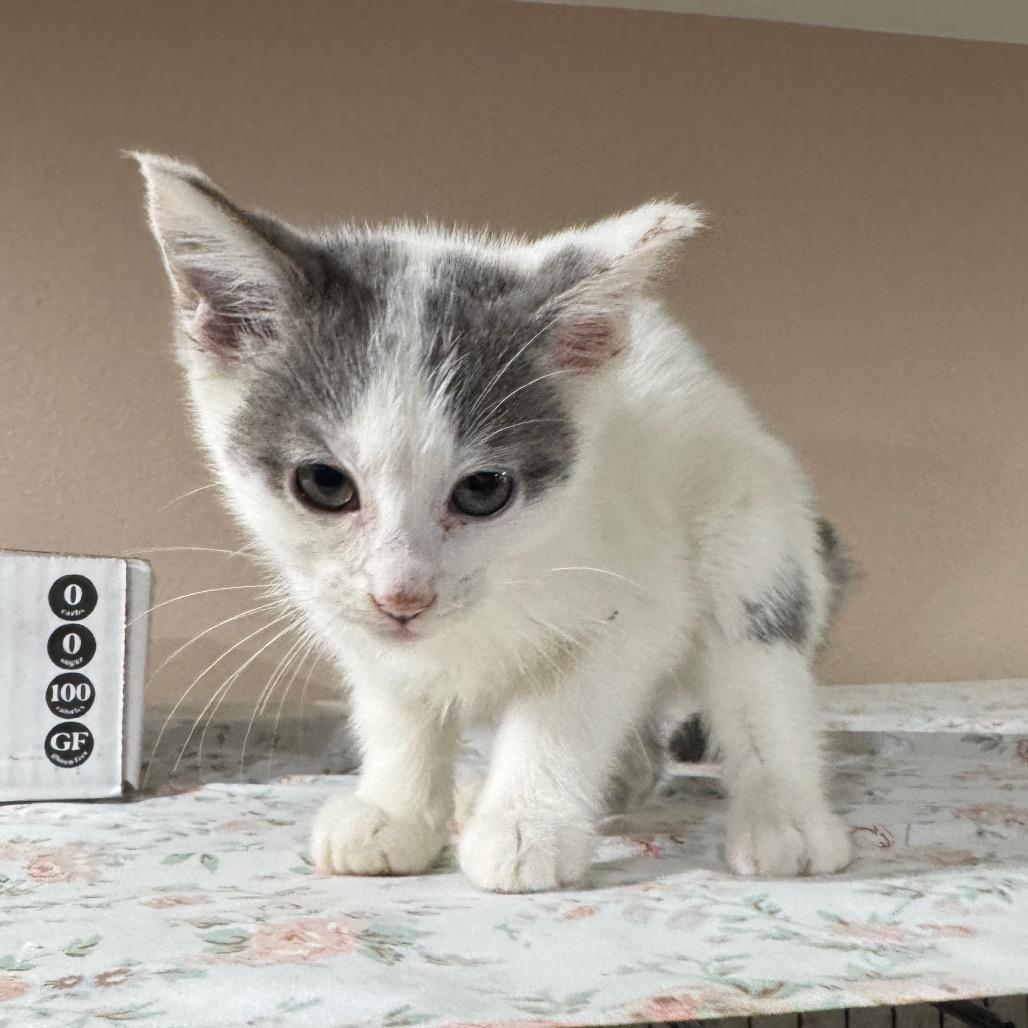 Enlarge Violet, a Adoptable Domestic Short Hair in Bismarck, ND image 4/6