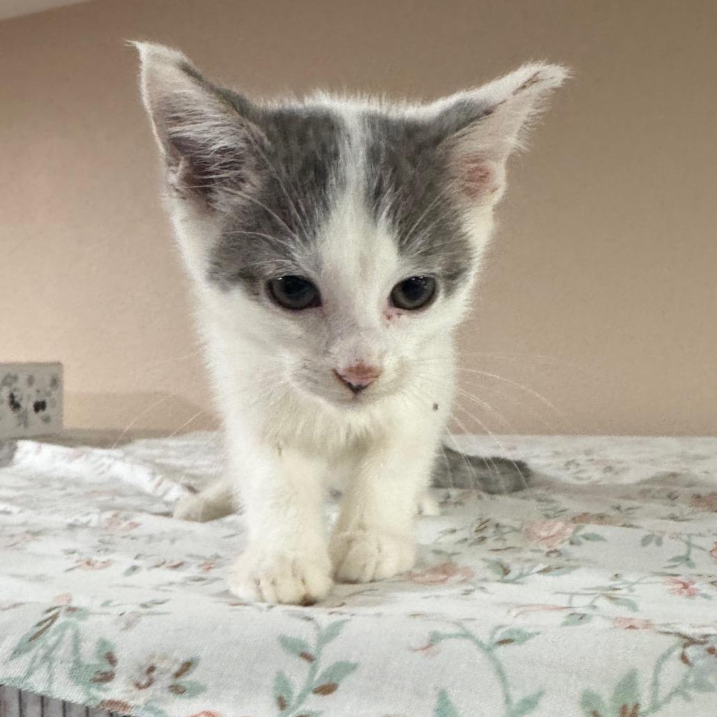 Enlarge Violet, a Adoptable Domestic Short Hair in Bismarck, ND image 5/6