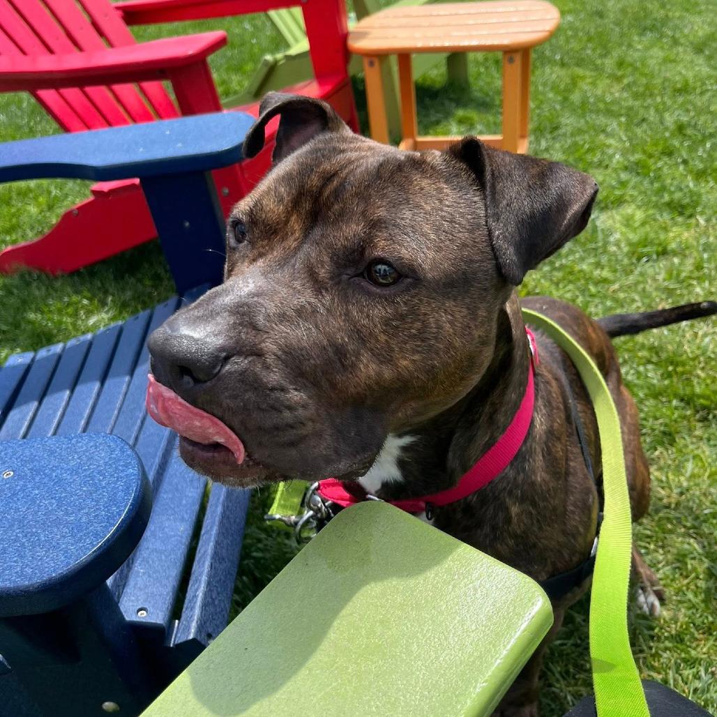 Odyssey, Adoptable, Adult Male Mixed Breed.