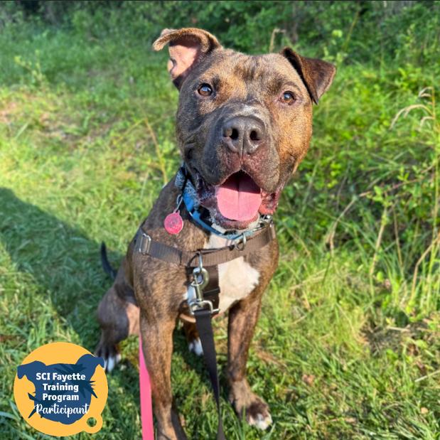 Enlarge Odyssey, a Adoptable Mixed Breed in Pittsburgh, PA image 2/6