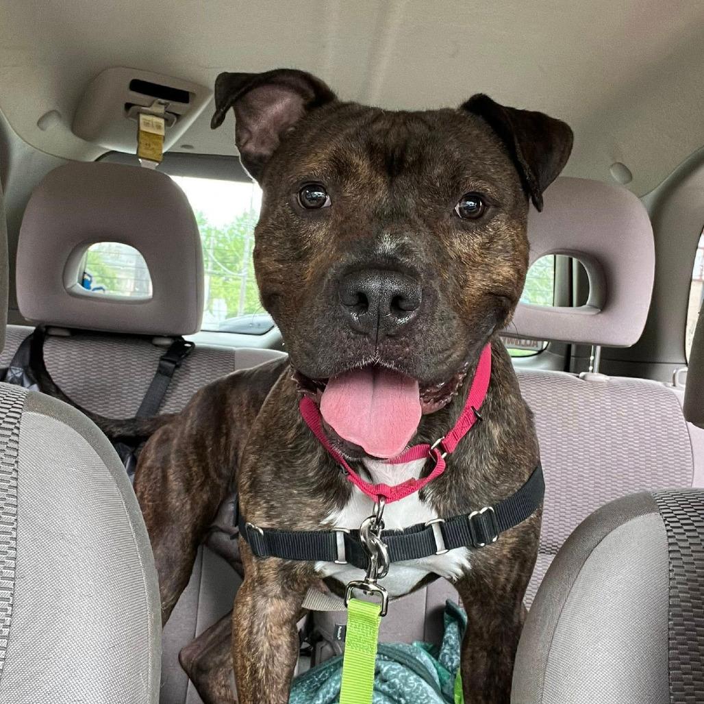 Enlarge Odyssey, a Adoptable Mixed Breed in Pittsburgh, PA image 4/6