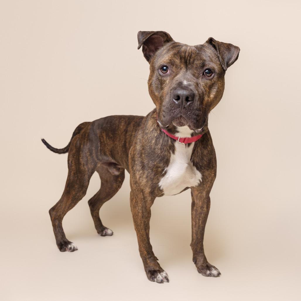 Enlarge Odyssey, a Adoptable Mixed Breed in Pittsburgh, PA image 5/6