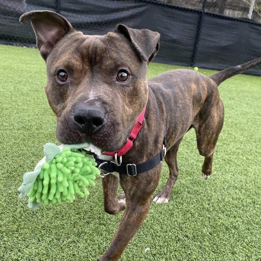 Enlarge Odyssey, a Adoptable Mixed Breed in Pittsburgh, PA image 6/6