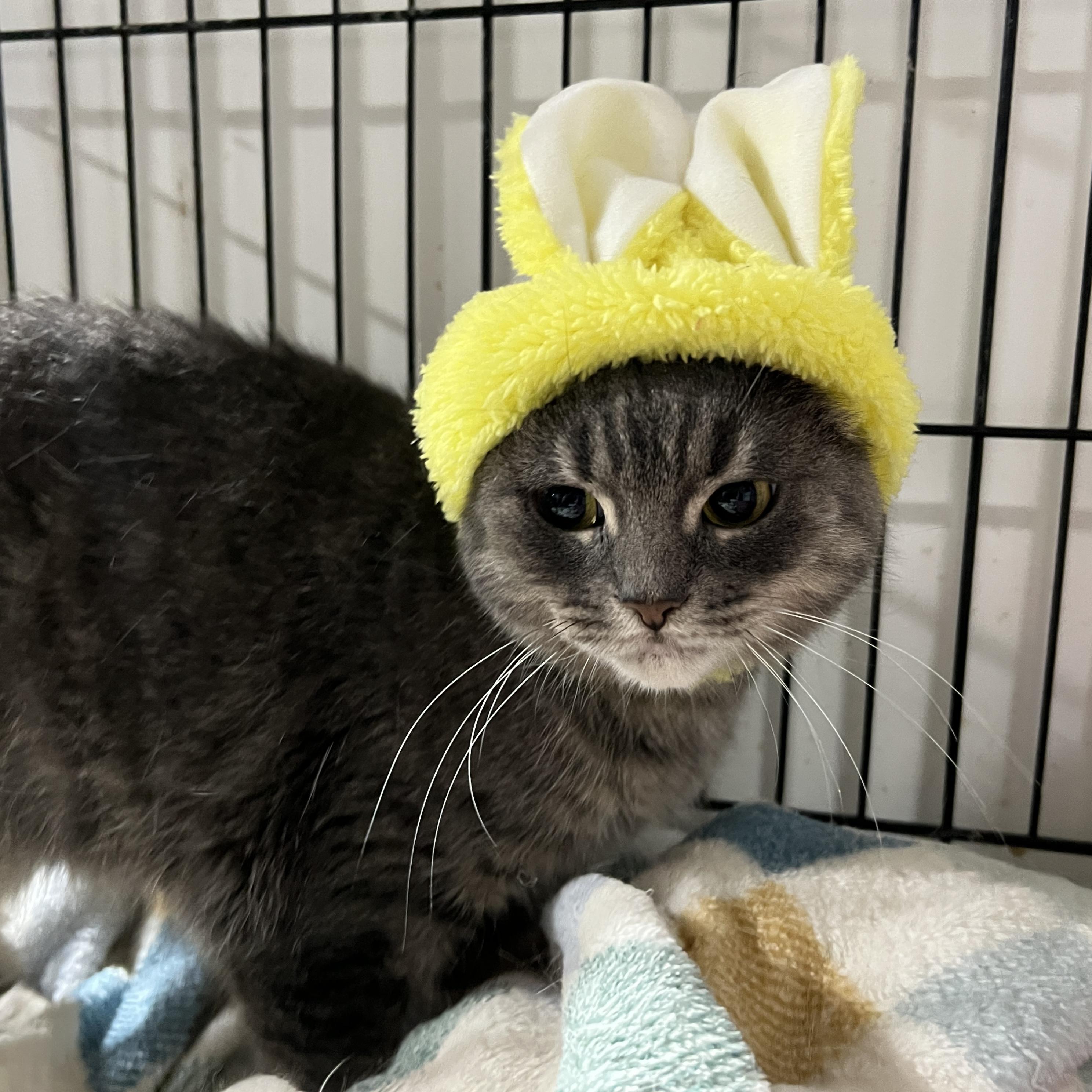 Enlarge Pepper, a Adoptable Domestic Short Hair in Brentwood, NH image 2/2