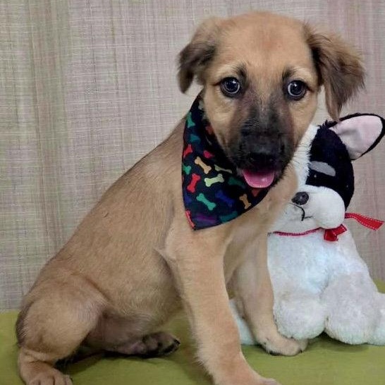 Enlarge Max, a Adoptable Golden Retriever in Lake Hopatcong, NJ image 1/1