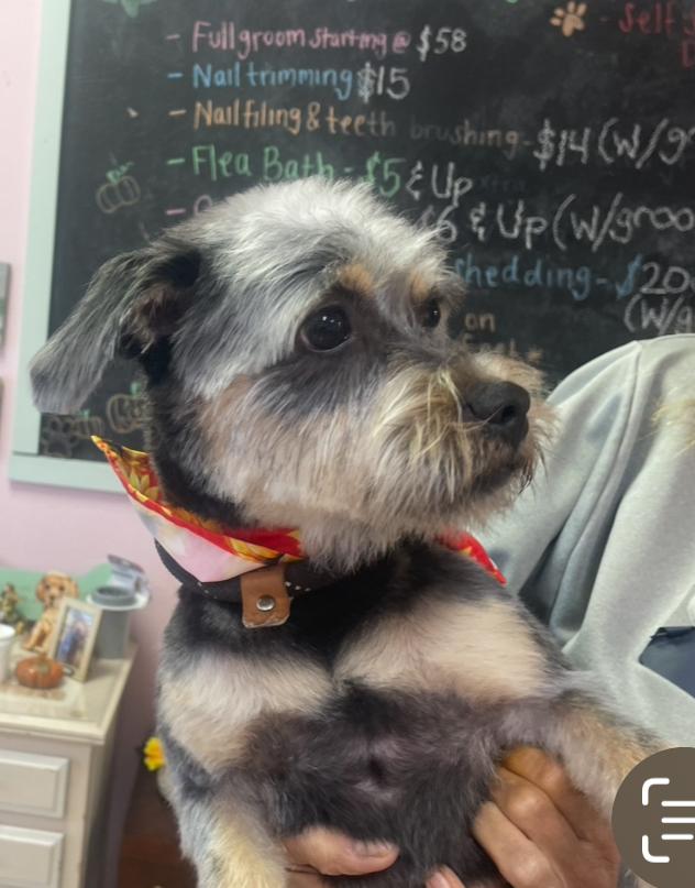 Enlarge Kaiser , an adoptable mixed breed in Fort Worth, TX image 2/4