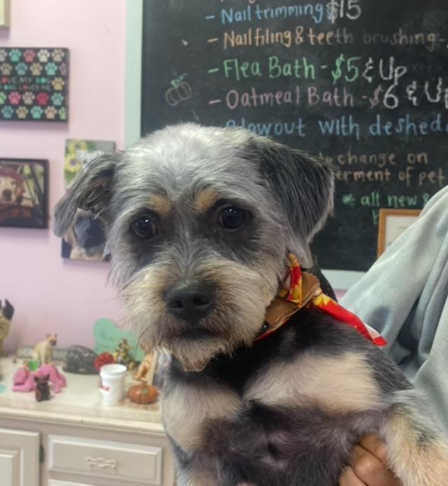 Kaiser , adoptable, Young Male Miniature Schnauzer.