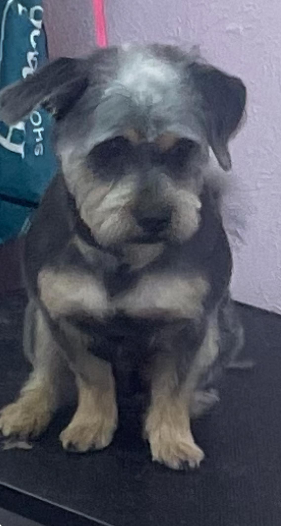 Enlarge Kaiser , an adoptable mixed breed in Fort Worth, TX image 4/4