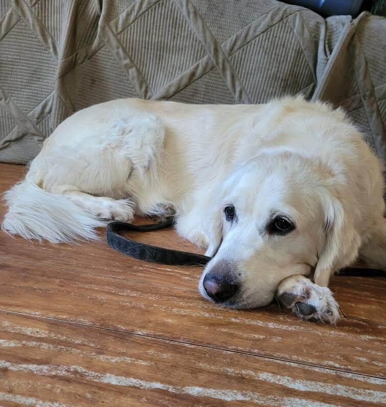 Enlarge Molly, a Adoptable Golden Retriever in Waterville, OH image 1/1
