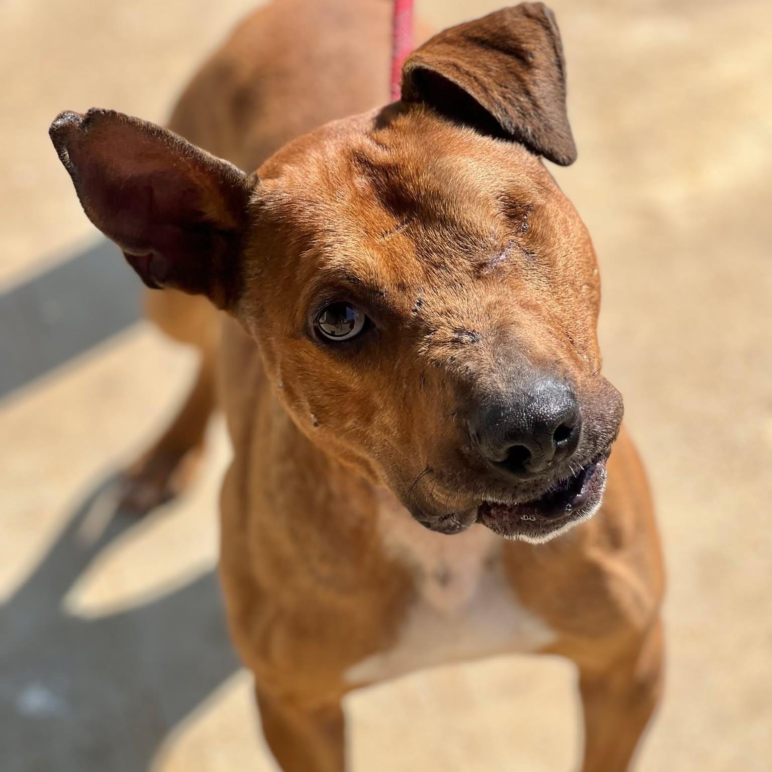Bo Peeper, Adult Male Pit Bull Terrier