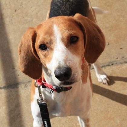 Camila, Adoptable, Senior Female Hound & Mixed Breed.