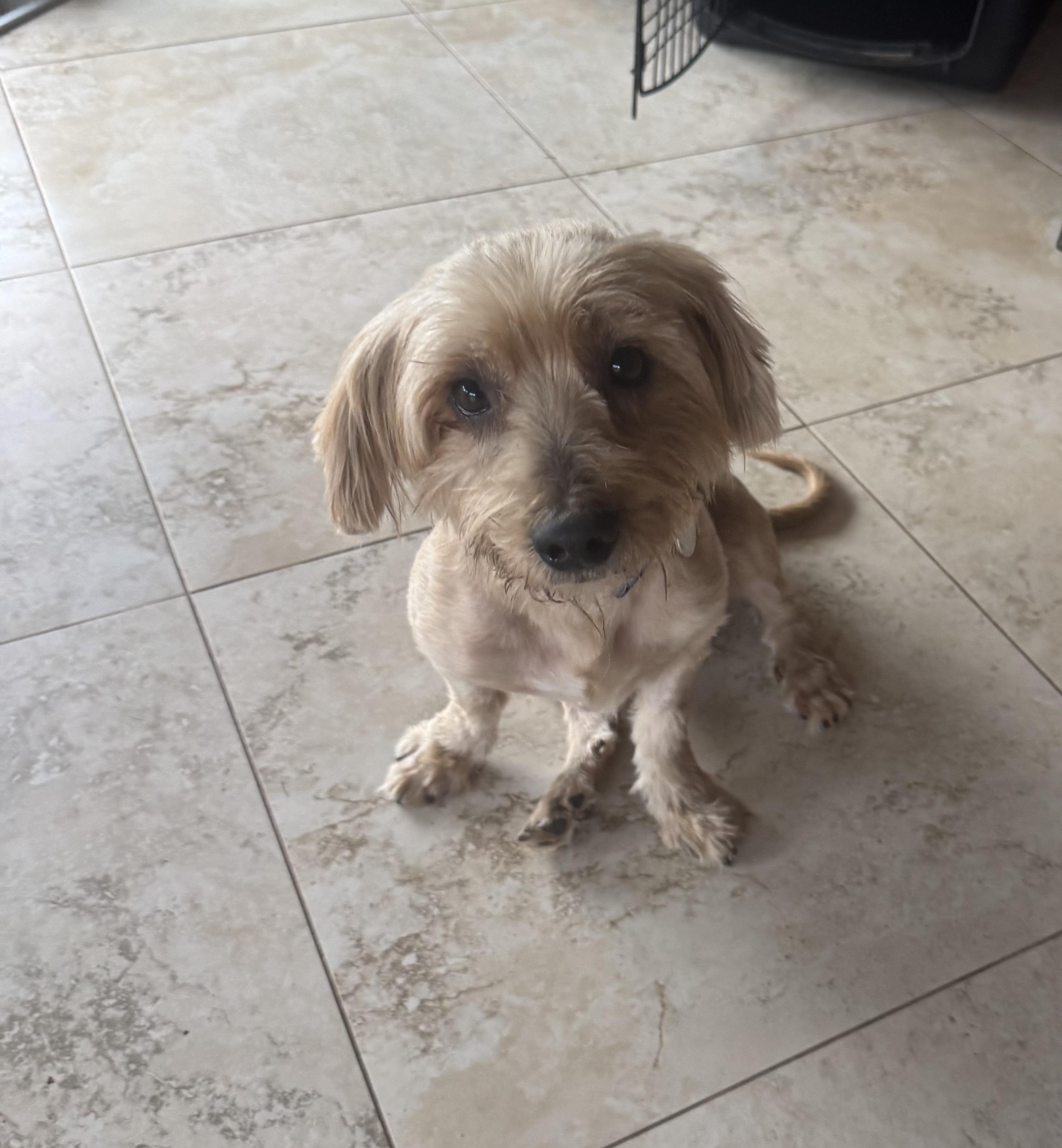 Theo, a ADOPTABLE mixed breed in Lake Worth, FL image 1/6