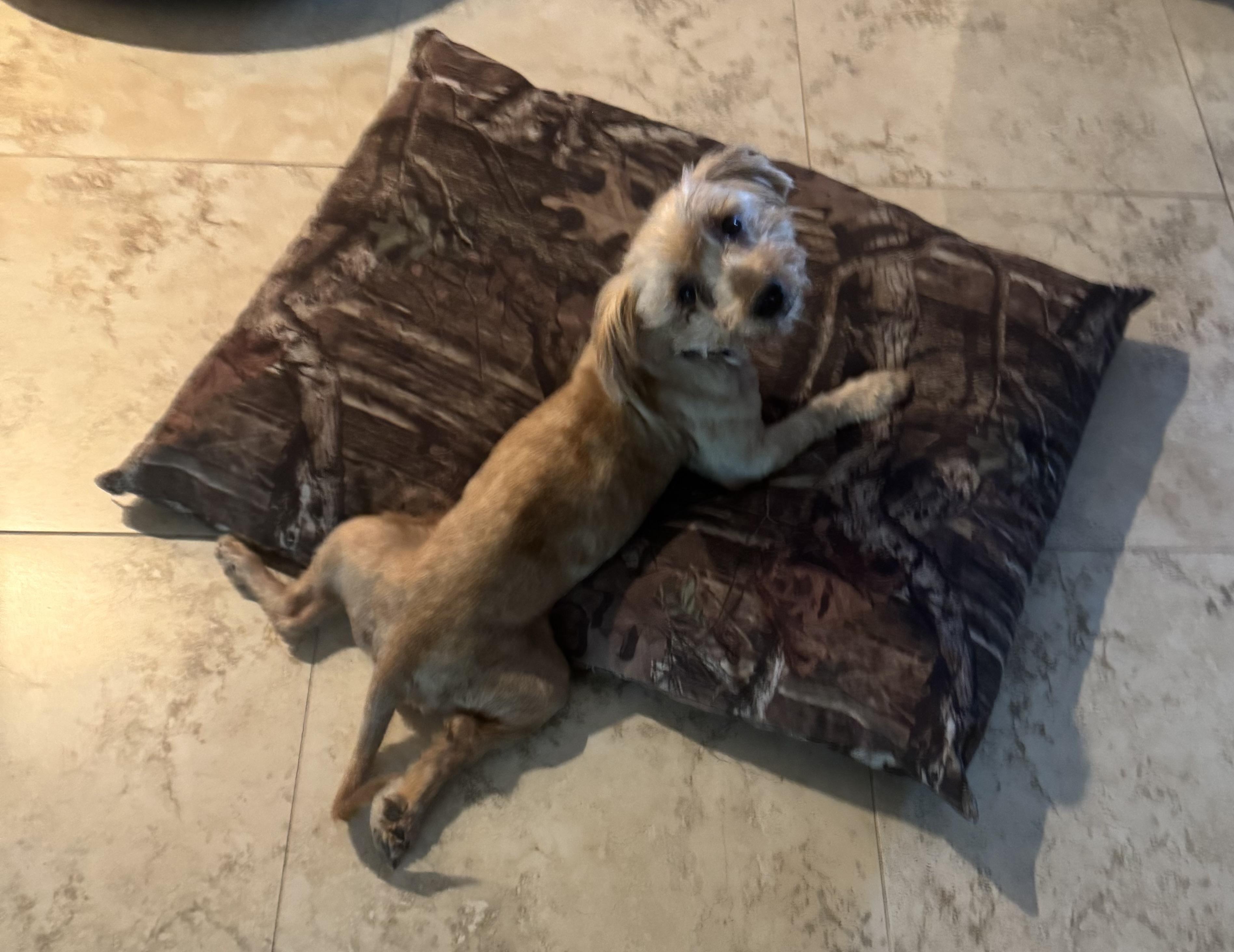 Theo, a ADOPTABLE mixed breed in Lake Worth, FL image 3/6